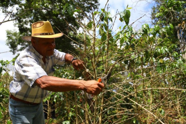 Científicos internacionales estudian 'nueva roya” que ataca los cafetales