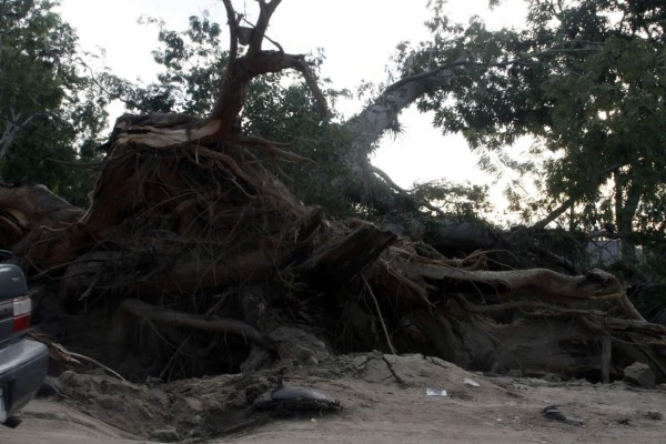 Trabajan en levantar árbol gigante que cayó en El Zapotal