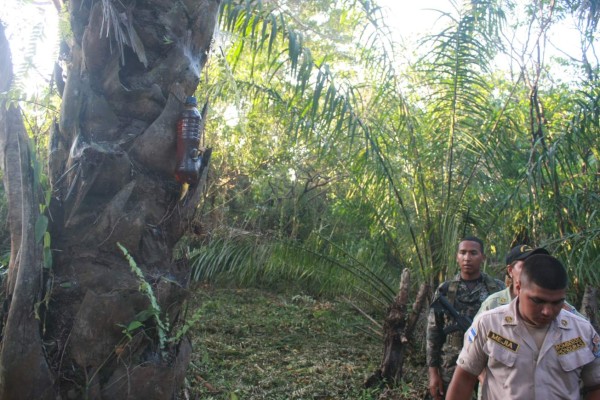 Incendio ya consumió 412 hectáreas del parque Jeannette Kawas