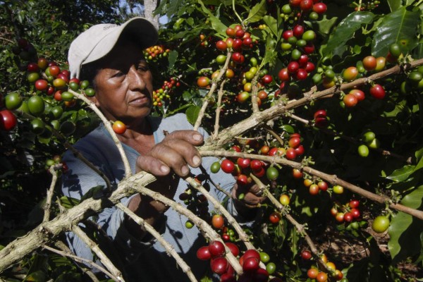 Exportación de café de Guatemala cayó 14.7%
