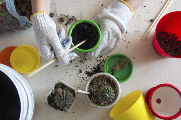 El cactus adorna cualquier rincón