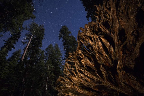 Sequoia trees, both standing and fallen, are seen under a starry sky at the Mariposa Grove of giant sequoias on June 20, 2018 in Yosemite National Park, California which recently reopened after a three-year renovation project to better protect the trees that can live more than 3,000 years. / AFP PHOTO / DAVID MCNEW