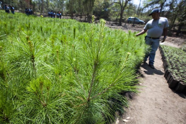 TG6002. TEGUCIGALPA (HONDURAS), 22/04/2017.- Un hombre dispone árboles para la siembra hoy, sábado 22 de abril 2017, en el Parque las Naciones Unidas en Tegucigalpa (Honduras). Organizaciones ambientalistas públicas y privadas de Honduras han conmemorado hoy el 'Día de la Tierra' con la siembra de miles de árboles en zonas urbanas y rurales para concienciar a la población sobre la importancia de cuidar el planeta. EFE/Gustavo Amador