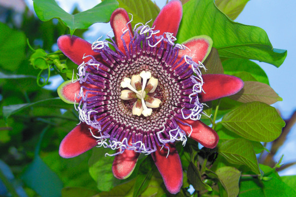 Panacam, ejemplo de protección al ambiente