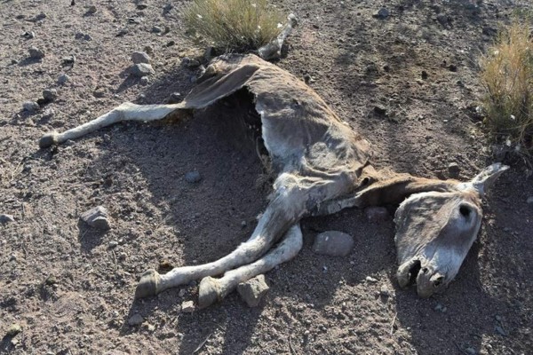 'Se busca' a los autores de una matanza a balazos de burros salvajes en California