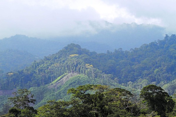 Río Tinto, el último pulmón verde para los apasionados de las aves