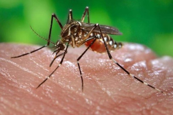 Honduras: Autoridades investigan segunda muerte por dengue grave este año