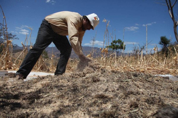Son 170 municipios afectados por sequía en corredor seco