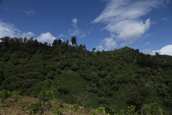 Envíos de café crecen 41% y facturan $1,322 millones