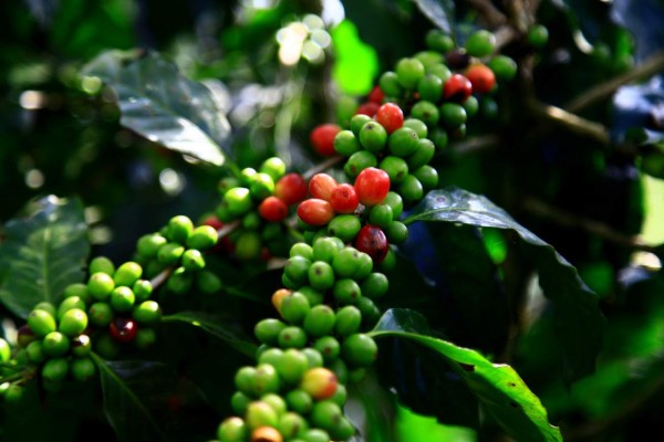 Envíos de la agroindustria mejoran las ventas en $138 millones