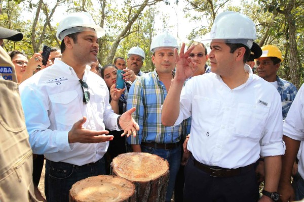 En Olancho inicia ataque a la plaga de gorgojo de pino