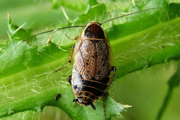 Hallan en América cucaracha antigua que se creía del Viejo Mundo