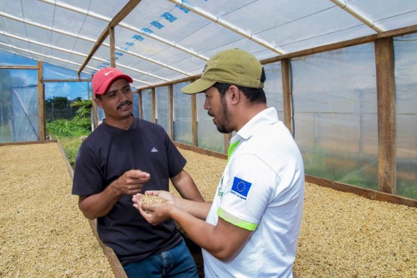 Unión Europea cofinancia más de 900 secadoras solares para cafetaleros