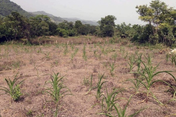La ONU advierte de un 70% de posibilidades de un fenómeno El Niño antes de fin de año
