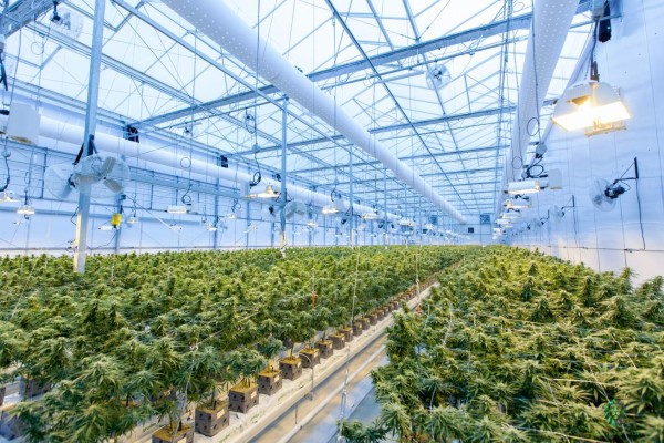 El cannabis comenzó a cultivarse en China hace 12,000 años, según estudio
