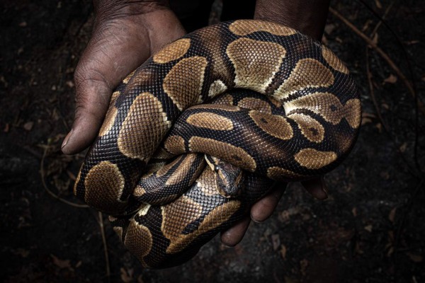 La verdad detrás del tráfico de reptiles y mascotas exóticas