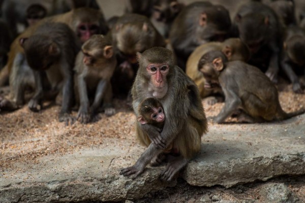 Monos vacunados o infectados parecen desarrollar inmunidad a coronavirus, según estudios