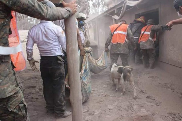 Un perro guió a rescatistas a la casa de su familia sepultada por cenizas del volcán en Guatemala