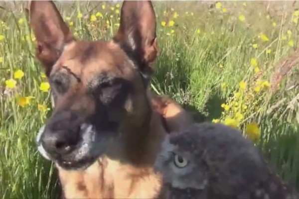 La gran 'amistad' entre un pequeño búho y un enorme perro