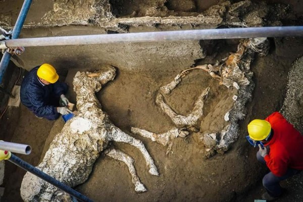 Encuentran en Pompeya el vaciado de un caballo ricamente enjaezado
