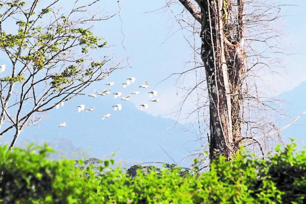 Río Tinto, el último pulmón verde para los apasionados de las aves