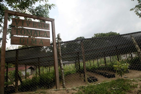 El Merendón tendrá un millón de árboles más al finalizar el año