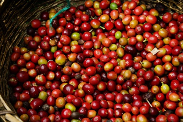 Contrabando de café sale por las aduanas