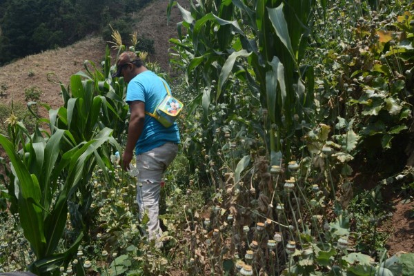ACOMPAÑA CRÓNICA:MÉXICO NARCOTRÁFICO MEX01. GUERRERO (MÉXICO), 21/05/2016.- Fotografía del 12 de mayo de 2016 de un campesino que cuida unas flores de amapola sembradas en la sierra del estado mexicano de Guerrero. Aunque llevan décadas sembrando amapola en la sierra del sureño estado mexicano de Guerrero, cientos de campesinos se han unido para defenderse de los cárteles y exigir la legalización de esa actividad para acabar con la violencia desatada por el control del negocio. EFE/Lenin Ocampo