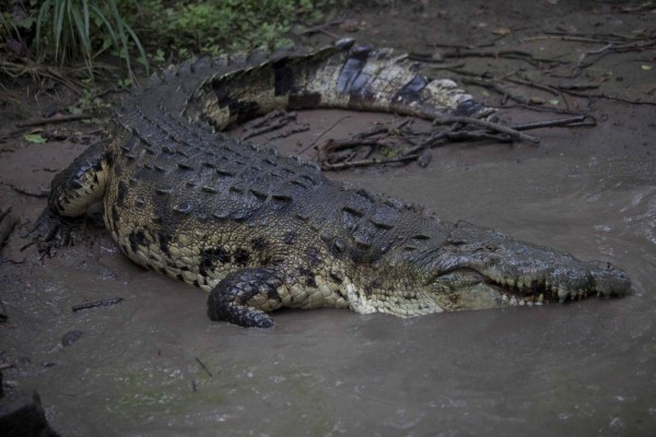 Unos 200 cocodrilos de los Rosenthal han muerto
