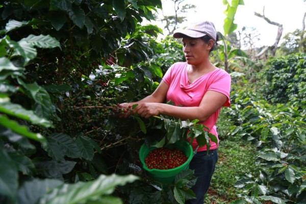 Calidad del café hondureño es premiado en Francia
