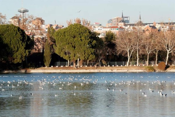 Elegir los árboles adecuados limpia más el aire de la ciudad, según expertos