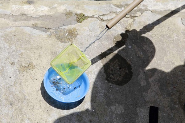 Mercosur busca frenar el virus del zika en la región