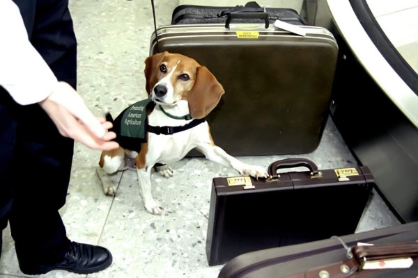 Hondureños no podrán entrar a EEUU con perros a partir de julio
