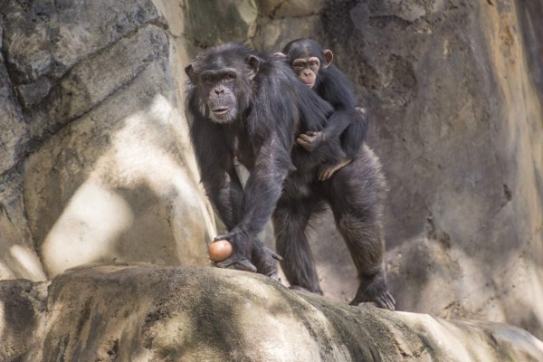 Chimpancés aprenden de sus madres
