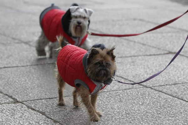 El 95 % de los latinoamericanos considera a sus perros parte de la familia