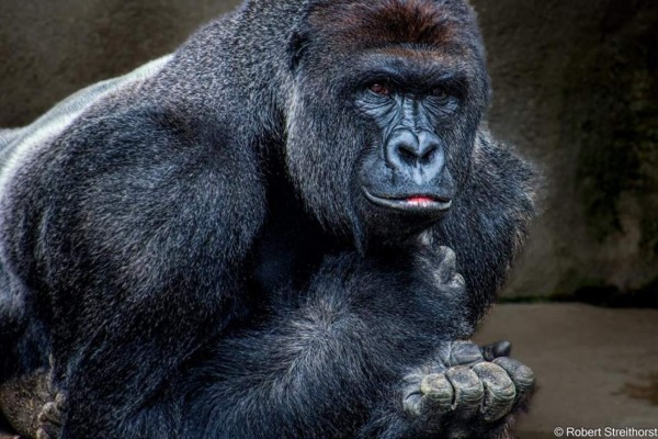 Haramber fue derribado el pasado sábado para salvar a un menor de cuatro años.