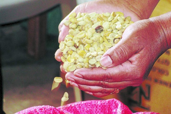 Cultivan café ecológico en la biosfera de Río Plátano