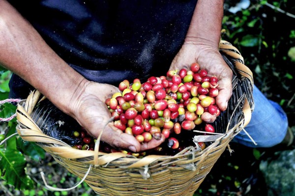 Urgen 60,000 corteros de café en el oriente de Honduras