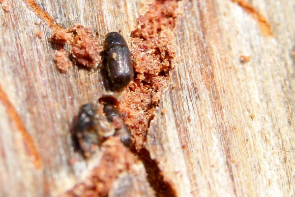 ACOMPAÑA CRÓNICA: HONDURAS BOSQUES TEG2009. PIEDRA DE APAGUIZ (HONDURAS) 25/03/2019.- Fotografía de un gorgojo descortezador (Dendroctonus frontalis) en la corteza de un pino en la reserva protegida Piedra Apagüíz este lunes 25 de marzo de 2019, en el municipio de Danlí al oriente Honduras. Una plaga del gorgojo descortezador de pino amenaza con convertirse en epidemia en Honduras, si no se lleva a cabo una inversión adecuada para la prevención y respuesta a los brotes, advirtieron este lunes experto consultado por Acan-Efe. EFE/Gustavo Amador