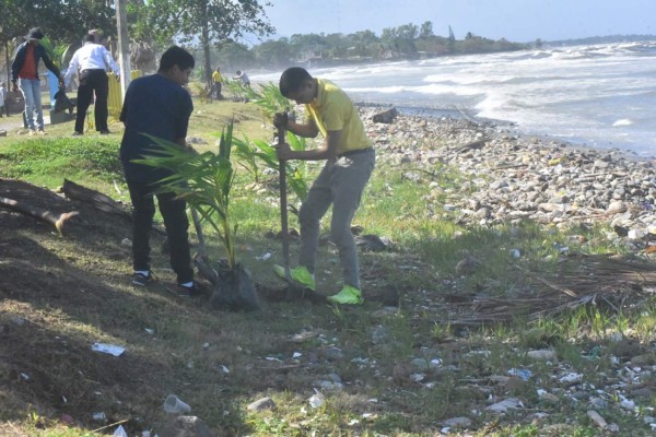 Reforestan playas para evitar erosión