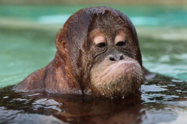 El orangután que bucea