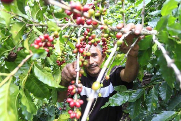 Bono Cafetalero llegará a más de 92,000 pequeños productores