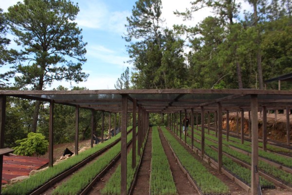 ¡Los tesoros del Cusuco! Biodiversidad en su máximo esplendor