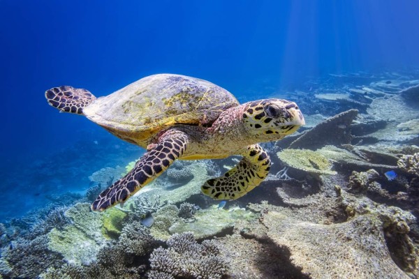 Tortugas marinas: unas ágiles nadadoras