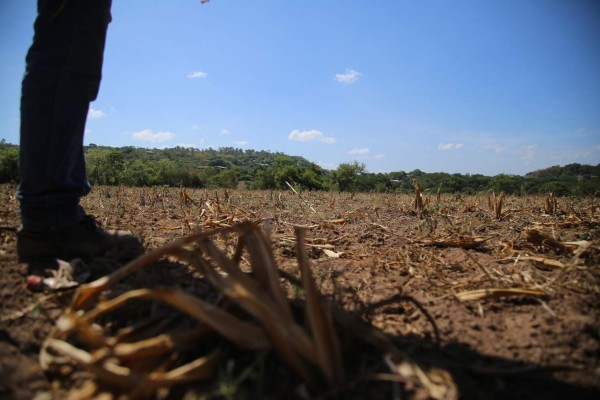 Maíz con sistema de riego también será afectado por la sequía