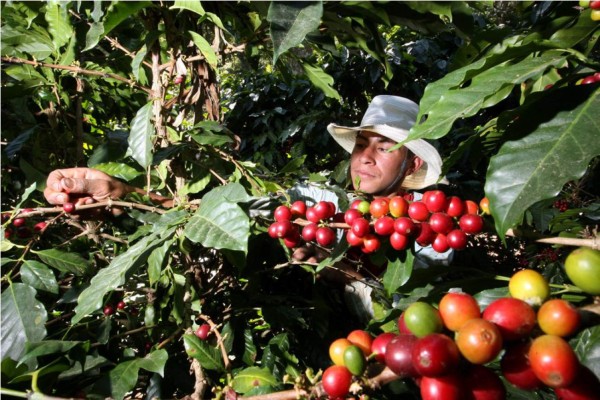 Agroindustria hondureña sube los envíos en 6.6%