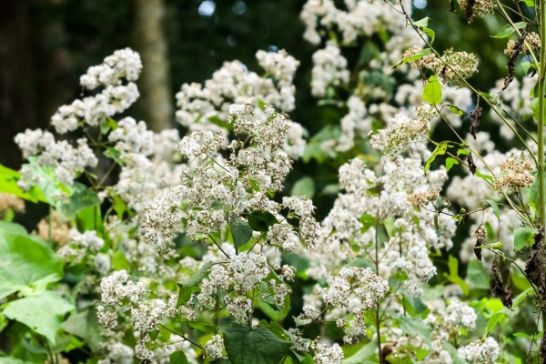 Exuberante vida silvestre y belleza natural