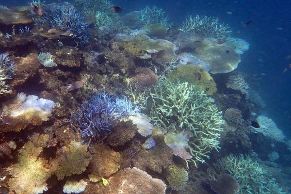 El arrecife de coral es un ecosistema muy frágil y delicado, cualquier alteración es fatal.