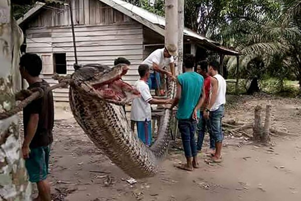Hombre pierde su brazo tras combatir contra gigantesca pitón