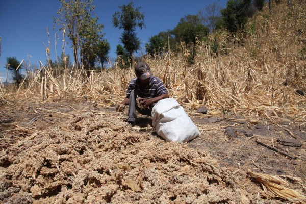 Fenómeno de El Niño tiene en alerta a 122 mil familias hondureñas